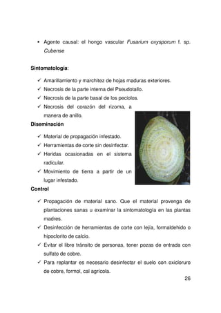 26
Agente causal: el hongo vascular Fusarium oxysporum f. sp.
Cubense
Sintomatología:
Amarillamiento y marchitez de hojas maduras exteriores.
Necrosis de la parte interna del Pseudotallo.
Necrosis de la parte basal de los peciolos.
Necrosis del corazón del rizoma, a
manera de anillo.
Diseminación
Material de propagación infestado.
Herramientas de corte sin desinfectar.
Heridas ocasionadas en el sistema
radicular.
Movimiento de tierra a partir de un
lugar infestado.
Control
Propagación de material sano. Que el material provenga de
plantaciones sanas u examinar la sintomatología en las plantas
madres.
Desinfección de herramientas de corte con lejía, formaldehido o
hipoclorito de calcio.
Evitar el libre tránsito de personas, tener pozas de entrada con
sulfato de cobre.
Para replantar es necesario desinfectar el suelo con oxicloruro
de cobre, formol, cal agrícola.
 