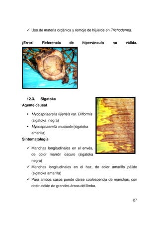 27
Uso de materia orgánica y remojo de hijuelos en Trichoderma.
¡Error! Referencia de hipervínculo no válida.
12.3. Sigatoka
Agente causal
Mycosphaerella fijiensis var. Difformis
(sigatoka negra)
Mycosphaerella musicola (sigatoka
amarilla)
Sintomatología
Manchas longitudinales en el envés,
de color marrón oscuro (sigatoka
negra)
Manchas longitudinales en el haz, de color amarillo pálido
(sigatoka amarilla)
Para ambos casos puede darse coalescencia de manchas, con
destrucción de grandes áreas del limbo.
 