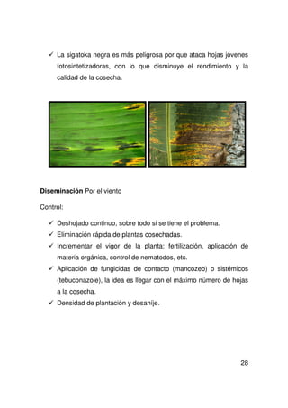 28
La sigatoka negra es más peligrosa por que ataca hojas jóvenes
fotosintetizadoras, con lo que disminuye el rendimiento y la
calidad de la cosecha.
Diseminación Por el viento
Control:
Deshojado continuo, sobre todo si se tiene el problema.
Eliminación rápida de plantas cosechadas.
Incrementar el vigor de la planta: fertilización, aplicación de
materia orgánica, control de nematodos, etc.
Aplicación de fungicidas de contacto (mancozeb) o sistémicos
(tebuconazole), la idea es llegar con el máximo número de hojas
a la cosecha.
Densidad de plantación y desahíje.
 