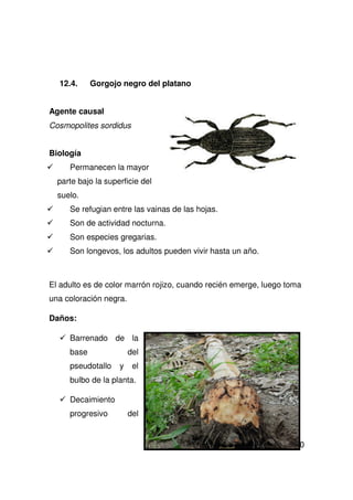 30
12.4. Gorgojo negro del platano
Agente causal
Cosmopolites sordidus
Biología
Permanecen la mayor
parte bajo la superficie del
suelo.
Se refugian entre las vainas de las hojas.
Son de actividad nocturna.
Son especies gregarias.
Son longevos, los adultos pueden vivir hasta un año.
El adulto es de color marrón rojizo, cuando recién emerge, luego toma
una coloración negra.
Daños:
Barrenado de la
base del
pseudotallo y el
bulbo de la planta.
Decaimiento
progresivo del
 