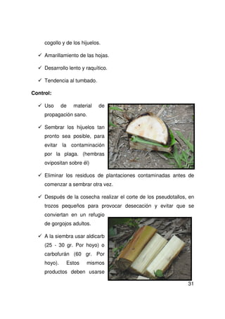 31
cogollo y de los hijuelos.
Amarillamiento de las hojas.
Desarrollo lento y raquítico.
Tendencia al tumbado.
Control:
Uso de material de
propagación sano.
Sembrar los hijuelos tan
pronto sea posible, para
evitar la contaminación
por la plaga. (hembras
ovipositan sobre él)
Eliminar los residuos de plantaciones contaminadas antes de
comenzar a sembrar otra vez.
Después de la cosecha realizar el corte de los pseudotallos, en
trozos pequeños para provocar desecación y evitar que se
conviertan en un refugio
de gorgojos adultos.
A la siembra usar aldicarb
(25 - 30 gr. Por hoyo) o
carbofurán (60 gr. Por
hoyo). Estos mismos
productos deben usarse
 