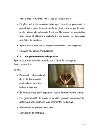 32
cada 6 meses durante toda la vida de la plantación.
Empleo de trampas envenenadas, que consiste en porciones de
pseudotallos entre 30 a 60 cm De longitud cortados por la mitad
o bien discos de bulbos de 2 a 3 cm De grosor e insecticidas
tales como el aldicarb o carbofurán; los cuales son colocados
alrededor de la planta.
Aplicación de insecticidas en polvo a nivel de cuello de planta.
Ensayos con Beauveria bassiana
12.5. Oruga barrenadora del plátano
Agente causal: el daño es causado por la larva de la mariposa
Leucocastnia licus
Daños:
Barrenado del pseudotallo
de arriba hacia abajo,
pudiendo perforar los
bulbos y rizomas.
En infestaciones severas pueden causar la muerte de la planta.
Las galerías están llenas de un exudado gomoso, de apariencia
gelatinosa, mezclado con los excrementos de la larva.
Eliminación de plantas infestadas.
Eliminación de rastrojos.
 