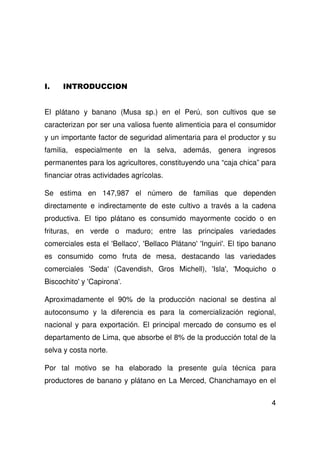 4
El plátano y banano (Musa sp.) en el Perú, son cultivos que se
caracterizan por ser una valiosa fuente alimenticia para el consumidor
y un importante factor de seguridad alimentaria para el productor y su
familia, especialmente en la selva, además, genera ingresos
permanentes para los agricultores, constituyendo una “caja chica” para
financiar otras actividades agrícolas.
Se estima en 147,987 el número de familias que dependen
directamente e indirectamente de este cultivo a través a la cadena
productiva. El tipo plátano es consumido mayormente cocido o en
frituras, en verde o maduro; entre las principales variedades
comerciales esta el 'Bellaco', 'Bellaco Plátano' 'Inguiri'. El tipo banano
es consumido como fruta de mesa, destacando las variedades
comerciales 'Seda' (Cavendish, Gros Michell), 'Isla', 'Moquicho o
Biscochito' y 'Capirona'.
Aproximadamente el 90% de la producción nacional se destina al
autoconsumo y la diferencia es para la comercialización regional,
nacional y para exportación. El principal mercado de consumo es el
departamento de Lima, que absorbe el 8% de la producción total de la
selva y costa norte.
Por tal motivo se ha elaborado la presente guía técnica para
productores de banano y plátano en La Merced, Chanchamayo en el
 