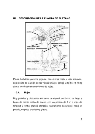 6
Planta herbácea perenne gigante, con rizoma corto y tallo aparente,
que resulta de la unión de las vainas foliares, cónico y de 3.5-7.5 m de
altura, terminado en una corona de hojas.
3.1. Hojas
Muy grandes y dispuestas en forma de espiral, de 2-4 m. de largo y
hasta de medio metro de ancho, con un peciolo de 1 m o más de
longitud y limbo elíptico alargado, ligeramente decurrente hacia el
peciolo, un poco ondulado y glabro.
 