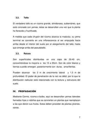 7
3.2. Tallo
El verdadero tallo es un rizoma grande, almidonoso, subterráneo, que
está coronado con yemas; éstas se desarrollan una vez que la planta
ha florecido y fructificado.
A medida que cada chupón del rizoma alcanza la madurez, su yema
terminal se convierte en una inflorescencia al ser empujada hacia
arriba desde el interior del suelo por el alargamiento del tallo, hasta
que emerge arriba del pseudotallo.
3.3. Raíces
Son superficiales distribuidas en una capa de 30-40 cm,
concentrándose la mayoría a los 15 a 20cm. Son de color blanco y
tiernas cuando emergen, posteriormente son duras, amarillentas.
Pueden alcanzar los 3 m de crecimiento lateral y 1,5 m de
profundidad. El poder de penetración de la raíz es débil, por lo que la
distribución radicular está relacionada con la textura y estructura del
suelo.
Mediante Cormo, rizoma o bulbo, aquí se desarrollan yemas laterales
llamados hijos o retoños que se convierten en plantas que reemplazan
a las que dieron sus frutos. Estos deben proceder de plantas jóvenes,
sanas.
 
