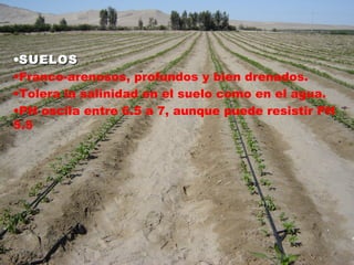 •SUELOS
SUELOS
•Franco-arenosos, profundos y bien drenados.
•Tolera la salinidad en el suelo como en el agua.
•PH oscila entre 6.5 a 7, aunque puede resistir PH
5.5
 
