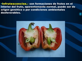 •Infrutescencias.-
Infrutescencias.- son formaciones de frutos en el
interior del fruto, aparentemente normal, puede ser de
origen genético o por condiciones ambientales
desfavorables.
 