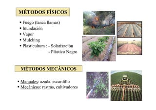 MÉTODOS FÍSICOS
 Fuego (lanza llamas)
 Inundación
 Vapor
 Mulching
 Plasticultura : - Solarización
                 - Plástico Negro


MÉTODOS MECÁNICOS

Manuales: azada, escardillo
Mecánicos: rastras, cultivadores
 