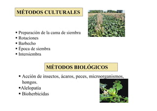 MÉTODOS CULTURALES


Preparación de la cama de siembra
Rotaciones
Barbecho
Época de siembra
Intersiembra


              MÉTODOS BIOLÓGICOS
 Acción de insectos, ácaros, peces, microorganismos,
 hongos.
 Alelopatía
 Bioherbicidas
 