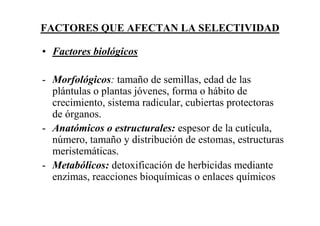 FACTORES QUE AFECTAN LA SELECTIVIDAD

• Factores biológicos

- Morfológicos: tamaño de semillas, edad de las
  plántulas o plantas jóvenes, forma o hábito de
  crecimiento, sistema radicular, cubiertas protectoras
  de órganos.
- Anatómicos o estructurales: espesor de la cutícula,
  número, tamaño y distribución de estomas, estructuras
  meristemáticas.
- Metabólicos: detoxificación de herbicidas mediante
  enzimas, reacciones bioquímicas o enlaces químicos
 