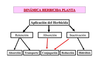 DINÁMICA HERBICIDA PLANTA


                Aplicación del Herbicida


    Retención            Absorción          Inactivación




Absorción   Transporte   Conjugación   Reducción   Hidrólisis
 