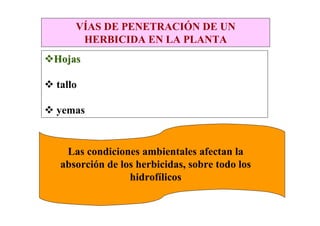 VÍAS DE PENETRACIÓN DE UN
     HERBICIDA EN LA PLANTA
Hojas

tallo

yemas
                        .
  Las condiciones ambientales afectan la
 absorción de los herbicidas, sobre todo los
                hidrofílicos
 