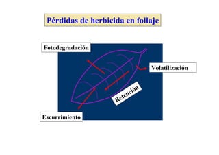 Pérdidas de herbicida en follaje


Fotodegradación


                                 Volatilización


                          ción
                     et en
                    R

Escurrimiento
 