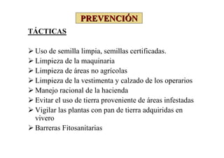 PREVENCIÓN
TÁCTICAS

 Uso de semilla limpia, semillas certificadas.
 Limpieza de la maquinaria
 Limpieza de áreas no agrícolas
 Limpieza de la vestimenta y calzado de los operarios
 Manejo racional de la hacienda
 Evitar el uso de tierra proveniente de áreas infestadas
 Vigilar las plantas con pan de tierra adquiridas en
 vivero
 Barreras Fitosanitarias
 
