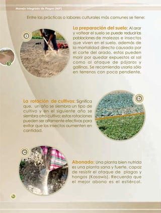 Manejo Integrado de Plagas (MIP)


             Entre las prácticas o labores culturales más comunes se tiene:

                                        La preparación del suelo: Al arar
                                        y voltear el suelo se puede reducir las
           a                            poblaciones de malezas e insectos
                                        que viven en el suelo, además de
                                        la mortalidad directa causada por
                                        el corte del arado, estos pueden
                                        morir por quedar expuestos al sol
                                        como al ataque de pájaros y
                                        gallinas. Se recomienda usarla sólo
                                        en terrenos con poca pendiente.




          La rotación de cultivos: Significa
                                                                            b
          que, un año se siembra un tipo de
          cultivo y en el siguiente año se
          siembra otro cultivo; estas rotaciones
          pueden ser altamente efectivas para
          evitar que los insectos aumenten en
          cantidad.




         c
                                        Abonado: Una planta bien nutrida
                                        es una planta sana y fuerte, capaz
                                        de resistir el ataque de plagas y
                                        hongos (Kasawis). Recuerda que
                                        el mejor abono es el estiércol.


20
 