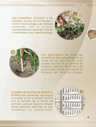 Control cultural




                                                              d
Las carpidas: Eliminar a la s
malezas ayuda en el manejo y
control de la plaga. Las malezas
compiten con el cultivo,
contaminan las cosechas y atraen
y mantienen a los insectos plaga.




e
                       Los aporques: Se trata de
                       amontonar tierra alrededor de la
                       b a s e d e l a s p l a n t a s , lo cual
                       puede ayudar en el control de
                       malezas, además de volver a la
                       planta más fuerte y resistente al
                       ataque de insectos plaga.




Cambio de fechas de siembra:                                    f
El daño que producen las plagas
se puede evitar o reducir mucho
con el cambio de la fecha de
siembra, porque algunas plagas
tienen períodos definidos en que
aumentan sus poblaciones.

                                                                           21
 
