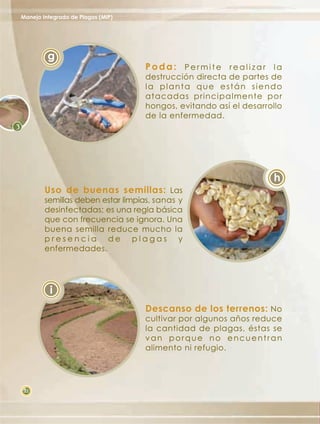 Manejo Integrado de Plagas (MIP)




         g
                                   Poda: Permite realizar la
                                   destrucción directa de partes de
                                   la planta que están siendo
                                   atacadas principalmente por
                                   hongos, evitando así el desarrollo
                                   de la enfermedad.




                                                                  h
        Uso de buenas semillas: Las
        semillas deben estar limpias, sanas y
        desinfectadas; es una regla básica
        que con frecuencia se ignora. Una
        buena semilla reduce mucho la
        presencia de plagas y
        enfermedades.




          i
                                   Descanso de los terrenos: No
                                   cultivar por algunos años reduce
                                   la cantidad de plagas, éstas se
                                   van porque no encuentran
                                   alimento ni refugio.




 22
 