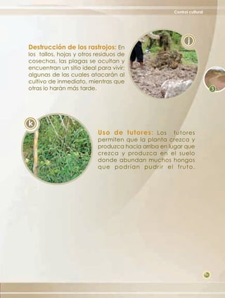 Control cultural




                                                           j
Destrucción de los rastrojos: En
los tallos, hojas y otros residuos de
cosechas, las plagas se ocultan y
encuentran un sitio ideal para vivir;
algunas de las cuales atacarán al
cultivo de inmediato, mientras que
otras lo harán más tarde.




k
                          Uso de tutores: Los        tutores
                          permiten que la planta crezca y
                          produzca hacia arriba en lugar que
                          crezca y produzca en el suelo
                          donde abundan muchos hongos
                          que podrían pudrir el fruto.




                                                                       23
 