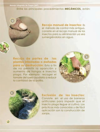 Manejo Integrado de Plagas (MIP)

            Entre los principales procedimientos MECÁNICOS, están:



      a
                                        Recojo manual de insectos: Es
                                        el método de control más antiguo,
                                        consiste en el recojo manual de los
                                        insectos para su eliminación ya sea
                                        sumergiéndolos en agua.




          Recojo de partes de las
                                                                               b
          plantas infestadas o dañadas
          para su destrucción: Esto a fin
          de no permitir la aparición y
          aumento de hongos e insectos
          plaga. Por ejemplo recoger el
          tomate del suelo ayudaría a reducir
          la cantidad de la polilla.




      c
                                        Exclusión     de    los insectos:
                                        Consiste en el uso de barreras
                                        artificiales para impedir que el
                                        insecto plaga llegue al cultivo. Las
                                        prácticas más conocidas y de fácil
                                        aplicación son la construcción de
                                        zanjas.


28
 