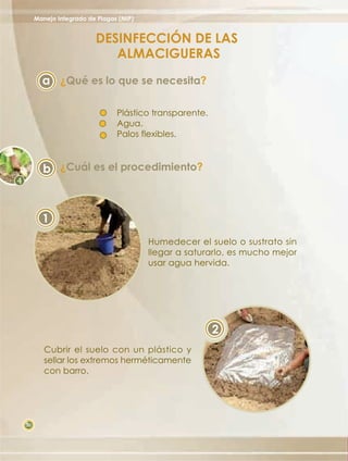 Manejo Integrado de Plagas (MIP)


                        DESINFECCIÓN DE LAS
                           ALMACIGUERAS
       a ¿Qué es lo que se necesita?

                               Plástico transparente.
                               Agua.
                               Palos flexibles.



       b ¿Cuál es el procedimiento?



       1
                                        Humedecer el suelo o sustrato sin
                                        llegar a saturarlo, es mucho mejor
                                        usar agua hervida.




                                                        2
        Cubrir el suelo con un plástico y
        sellar los extremos herméticamente
        con barro.




30
 