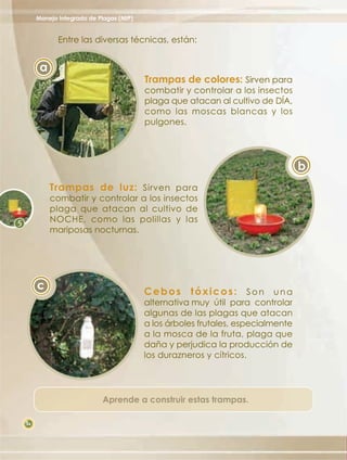Manejo Integrado de Plagas (MIP)


            Entre las diversas técnicas, están:


      a
                                        Trampas de colores: Sirven para
                                        combatir y controlar a los insectos
                                        plaga que atacan al cultivo de DÍA,
                                        como las moscas blancas y los
                                        pulgones.




                                                                                b
          Trampas de luz: Sirven para
          combatir y controlar a los insectos
          plaga que atacan al cultivo de
          NOCHE, como las polillas y las
          mariposas nocturnas.




     c                                  Cebos tóxicos: Son una
                                        alternativa muy útil para controlar
                                        algunas de las plagas que atacan
                                        a los árboles frutales, especialmente
                                        a la mosca de la fruta, plaga que
                                        daña y perjudica la producción de
                                        los durazneros y cítricos.




                          Aprende a construir estas trampas.

36
 