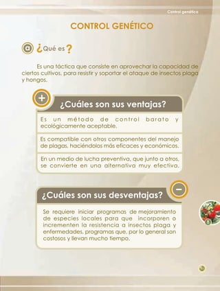 CONTROL GENÉTICO
                                                         Control genético



                   CONTROL GENÉTICO
     ?
 a       Qué es   ?
      Es una táctica que consiste en aprovechar la capacidad de
ciertos cultivos, para resistir y soportar el ataque de insectos plaga
y hongos.



               ¿Cuáles son sus ventajas?
       Es un método de control                   barato      y
       ecológicamente aceptable.

       Es compatible con otros componentes del manejo
       de plagas, haciéndolos más eficaces y económicos.

       En un medio de lucha preventiva, que junto a otros,
       se convierte en una alternativa muy efectiva.




       ¿Cuáles son sus desventajas?
         Se requiere iniciar programas de mejoramiento
         de especies locales para que incorporen o
         incrementen la resistencia a insectos plaga y
         enfermedades, programas que, por lo general son
         costosos y llevan mucho tiempo.




                                                                         53
 