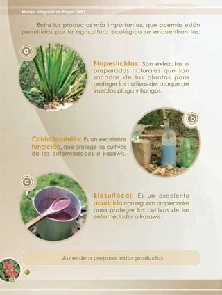 Manejo Integrado de Plagas (MIP)


    Entre los productos más importantes, que además están
permitidos por la agricultura ecológica se encuentran los:


 a
                                   Biopesticidas: Son extractos o
                                   preparados naturales que son
                                   sacados de las plantas para
                                   proteger los cultivos del ataque de
                                   insectos plaga y hongos.




                                                                         b

      Caldo bordelés: Es un excelente
      fungicida, que protege los cultivos
      de las enfermedades o kasawis.




 c
                                   Biosulfocal: Es un excelente
                                   acaricida con algunas propiedades
                                   para proteger los cultivos de las
                                   enfermedades o kasawis.




                    Aprende a preparar estos productos.

 62
 
