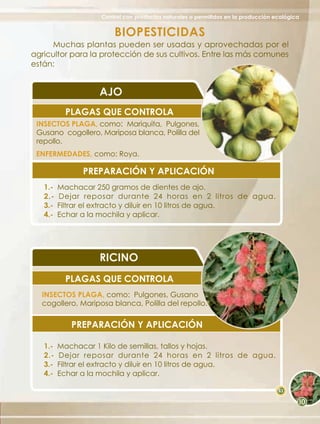 Control con productos naturales o permitidos en la producción ecológica


                       BIOPESTICIDAS
     Muchas plantas pueden ser usadas y aprovechadas por el
agricultor para la protección de sus cultivos. Entre las más comunes
están:


                  AJO
          PLAGAS QUE CONTROLA
 INSECTOS PLAGA, como: Mariquita, Pulgones,
 Gusano cogollero, Mariposa blanca, Polilla del
 repollo.
 ENFERMEDADES, como: Roya.

               PREPARACIÓN Y APLICACIÓN
   1.-   Machacar 250 gramos de dientes de ajo.
   2.-   Dejar reposar durante 24 horas en 2 litros de agua.
   3.-   Filtrar el extracto y diluir en 10 litros de agua.
   4.-   Echar a la mochila y aplicar.




                  RICINO
          PLAGAS QUE CONTROLA
  INSECTOS PLAGA, como: Pulgones, Gusano
  cogollero, Mariposa blanca, Polilla del repollo.

            PREPARACIÓN Y APLICACIÓN

   1.-   Machacar 1 Kilo de semillas, tallos y hojas.
   2.-   Dejar reposar durante 24 horas en 2 litros de agua.
   3.-   Filtrar el extracto y diluir en 10 litros de agua.
   4.-   Echar a la mochila y aplicar.

                                                                                  63
 