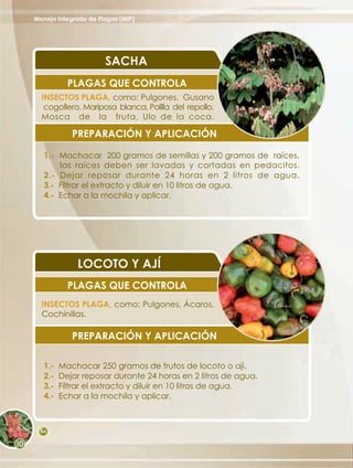 Manejo Integrado de Plagas (MIP)




                      SACHA
           PLAGAS QUE CONTROLA
  INSECTOS PLAGA, como: Pulgones, Gusano
   cogollero, Mariposa blanca, Polilla del repollo,
  Mosca de la fruta, Ulo de la coca.

            PREPARACIÓN Y APLICACIÓN

   1.- Machacar 200 gramos de semillas y 200 gramos de raíces,
       las raíces deben ser lavadas y cortadas en pedacitos.
   2.- Dejar reposar durante 24 horas en 2 litros de agua.
   3.- Filtrar el extracto y diluir en 10 litros de agua.
   4.- Echar a la mochila y aplicar.




             LOCOTO Y AJÍ
           PLAGAS QUE CONTROLA
  INSECTOS PLAGA, como: Pulgones, Ácaros,
  Cochinillas.

            PREPARACIÓN Y APLICACIÓN

   1.-   Machacar 250 gramos de frutos de locoto o ají.
   2.-   Dejar reposar durante 24 horas en 2 litros de agua.
   3.-   Filtrar el extracto y diluir en 10 litros de agua.
   4.-   Echar a la mochila y aplicar.



  64
 