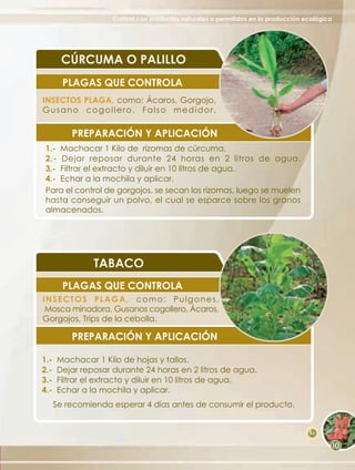 Control con productos naturales o permitidos en la producción ecológica




        CÚRCUMA O PALILLO
        PLAGAS QUE CONTROLA
INSECTOS PLAGA, como: Ácaros, Gorgojo,
Gusano cogollero, Falso medidor.

          PREPARACIÓN Y APLICACIÓN
 1.- Machacar 1 Kilo de rizomas de cúrcuma.
 2.- Dejar reposar durante 24 horas en 2 litros de agua.
 3.- Filtrar el extracto y diluir en 10 litros de agua.
 4.- Echar a la mochila y aplicar.
 Para el control de gorgojos, se secan los rizomas, luego se muelen
 hasta conseguir un polvo, el cual se esparce sobre los granos
 almacenados.




               TABACO
        PLAGAS QUE CONTROLA
INSECTOS PLAGA, como: Pulgones,
 Mosca minadora, Gusanos cogollero, Ácaros,
Gorgojos, Trips de la cebolla.

          PREPARACIÓN Y APLICACIÓN

1.-   Machacar 1 Kilo de hojas y tallos.
2.-   Dejar reposar durante 24 horas en 2 litros de agua.
3.-   Filtrar el extracto y diluir en 10 litros de agua.
4.-   Echar a la mochila y aplicar.
      Se recomienda esperar 4 días antes de consumir el producto.


                                                                                   65
 