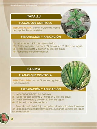 Manejo Integrado de Plagas (MIP)




                    ITAPALLU
             PLAGAS QUE CONTROLA
     INSECTOS PLAGA, como: Pulgones, Polilla
     del repollo, Falso medidor.

               PREPARACIÓN Y APLICACIÓN

     1.-   Machacar 1 Kilo de hojas y tallos.
     2.-   Dejar reposar durante 24 horas en 2 litros de agua.
     3.-   Filtrar el extracto y diluir en 10 litros de agua.
     4.-   Echar a la mochila y aplicar.




                    CABUYA
             PLAGAS QUE CONTROLA
     INSECTOS PLAGA, como: Gusano cogollero,
     Tujo, Hormigas.

               PREPARACIÓN Y APLICACIÓN
  1.-      Machacar 3 hojas de cabuya.
  2.-      Dejar reposar durante 24 horas en 2 litros de agua.
  3.-      Filtrar el extracto y diluir en 10 litros de agua.
  4.-      Echar a la mochila y aplicar.
     Para el control del Tujo, se aplica el extracto directamente
  en la boca principal del hormiguero, cuidando siempre de tapar
  las otras bocas.


66
 