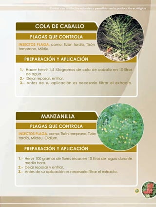 Control con productos naturales o permitidos en la producción ecológica




         COLA DE CABALLO
      PLAGAS QUE CONTROLA
INSECTOS PLAGA, como: Tizón tardío, Tizón
temprano, Mildiu.

   PREPARACIÓN Y APLICACIÓN

1.- Hacer hervir 1,5 Kilogramos de cola de caballo en 10 litros
    de agua.
2.- Dejar reposar, enfriar.
3.- Antes de su aplicación es necesario filtrar el extracto.




             MANZANILLA
      PLAGAS QUE CONTROLA
INSECTOS PLAGA, como: Tizón temprano, Tizón
tardío, Mildeu, Oidium.


   PREPARACIÓN Y APLICACIÓN

1.- Hervir 100 gramos de flores secas en 10 litros de agua durante
    media hora.
2.- Dejar reposar y enfriar.
3.- Antes de su aplicación es necesario filtrar el extracto.




                                                                                 67
 