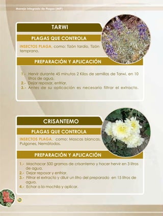 Manejo Integrado de Plagas (MIP)




                        TARWI
           PLAGAS QUE CONTROLA
  INSECTOS PLAGA, como: Tizón tardío, Tizón
  temprano.

             PREPARACIÓN Y APLICACIÓN

      1.- Hervir durante 45 minutos 2 Kilos de semillas de Tarwi, en 10
          litros de agua.
      2.- Dejar reposar, enfriar.
      3.- Antes de su aplicación es necesario filtrar el extracto.




                  CRISANTEMO
           PLAGAS QUE CONTROLA
  INSECTOS PLAGA, como: Moscas blancas,
  Pulgones, Nemátodos.


             PREPARACIÓN Y APLICACIÓN
  1.- Machacar 500 gramos de crisantemo y hacer hervir en 3 litros
      de agua.
  2.- Dejar reposar y enfriar.
  3.- Filtrar el extracto y diluir un litro del preparado en 15 litros de
      agua.
  4.- Echar a la mochila y aplicar.


 68
 