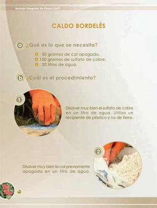 Manejo Integrado de Plagas (MIP)




                         CALDO BORDELÉS


  a ¿Qué es lo que se necesita?
                  50 gramos de cal apagada.
                 150 gramos de sulfato de cobre.
                  20 litros de agua.


  b ¿Cuál es el procedimiento?



 1
                                   Disolver muy bien el sulfato de cobre
                                   en un litro de agua. Utiliza un
                                   recipiente de plástico y no de fierro.




                                                    2

      Disolver muy bien la cal previamente
      apagada en un litro de agua.




 70
 