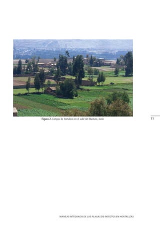 11
MANEJO INTEGRADO DE LAS PLAGAS DE INSECTOS EN HORTALIZAS
Figura 2. Campos de hortalizas en el valle del Mantaro, Junín
 