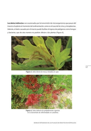 17
MANEJO INTEGRADO DE LAS PLAGAS DE INSECTOS EN HORTALIZAS
Figura 5. Daño directo de mosca minadora en apio
Figura 6. Daño indirecto de probablemente cigarritas
en la transmisión de enfermedades en zanahoria
Los daños indirectos: son ocasionados por la transmisión de microorganismos que pasan del
insecto a la planta al momento de la alimentación, como es el caso de los virus y micoplasmas.
Además, el daño causado por el insecto puede facilitar el ingreso de patógenos como hongos
y bacterias, que de otra manera no podrían afectar a las plantas (Figura 6).
 