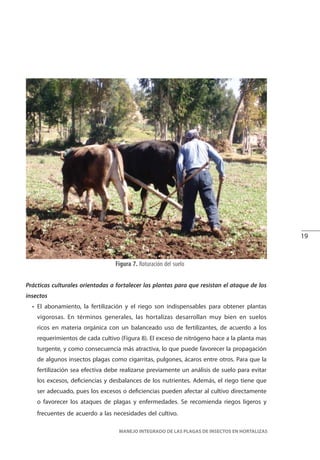 19
MANEJO INTEGRADO DE LAS PLAGAS DE INSECTOS EN HORTALIZAS
Prácticas culturales orientadas a fortalecer las plantas para que resistan el ataque de los
insectos
• El abonamiento, la fertilización y el riego son indispensables para obtener plantas
vigorosas. En términos generales, las hortalizas desarrollan muy bien en suelos
ricos en materia orgánica con un balanceado uso de fertilizantes, de acuerdo a los
requerimientos de cada cultivo (Figura 8). El exceso de nitrógeno hace a la planta mas
turgente, y como consecuencia más atractiva, lo que puede favorecer la propagación
de algunos insectos plagas como cigarritas, pulgones, ácaros entre otros. Para que la
fertilización sea efectiva debe realizarse previamente un análisis de suelo para evitar
los excesos, deficiencias y desbalances de los nutrientes. Además, el riego tiene que
ser adecuado, pues los excesos o deficiencias pueden afectar al cultivo directamente
o favorecer los ataques de plagas y enfermedades. Se recomienda riegos ligeros y
frecuentes de acuerdo a las necesidades del cultivo.
Figura 7. Roturación del suelo
 