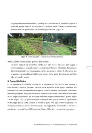 21
MANEJO INTEGRADO DE LAS PLAGAS DE INSECTOS EN HORTALIZAS
plagas para cada cultivo, debido a que hay una confusión visual o confusión química
que hace que los insectos no reconozcan los olores de las plantas, incrementando,
muchas veces, las poblaciones de los enemigos naturales (Figura 9).
Figura 9. Cultivos asociados o policultivos de diferentes hortalizas
Utilizar plantas con resistencia genética a los insectos
• En forma natural, se presentan plantas que son menos atacadas por plagas y
enfermedades que otras plantas en condiciones similares de infestación. Es necesario
documentarse sobre las variedades de plantas que se van a utilizar, de tal manera que
se puedan usar aquellas variedades que tengan cierto grado de resistencia genética
a las principales plagas.
ii. Control biológico
Es un método de control que consiste en la manipulación de insectos para eliminar a
otros insectos, en otras palabras, consiste en la represión de las plagas mediante sus
enemigos naturales o controladores biológicos, como pueden ser parasitoides, predadores
o entomopatógenos. Los parasitoides son aquellos insectos que viven dentro del cuerpo
de las plagas (hospederos), de la cual se alimentan progresivamente hasta que las llegan
a matar (Figura 10A). Los predadores son aquellos insectos que se alimentan rápidamente
de la plaga (presa) hasta causarle la muerte (Figura 10B). Los entomopatógenos son
microorganismos que causan enfermedades a las plagas hasta ocasionarles la muerte y
pueden ser hongos (Figura 10C), bacterias (Figura 10D), virus, nematodos, entre otros.
 