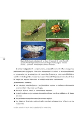 22
MANEJO INTEGRADO DE LAS PLAGAS DE INSECTOS EN HORTALIZAS
Figura 10. Controladores biológicos de las plagas. A) Parasitoide de pulgón Diaretiella
rapae, B) Predador Hippodamia convergenes, C) Hongos entomopatógenos Beauveria
bassiana y D) Bacterias entomopatógenas Bacillus thuringiensis
El control biológico tiende a ser permanente, pero está fuertemente influenciado por las
poblaciones de la plaga y las variaciones del ambiente. Su control es relativamente lento
en comparación con las aplicaciones de insecticidas. Se ejerce un mejor control biológico,
cuando se trata de grandes áreas con buenas condiciones biológicas (uso racional y selectivo
de plaguicidas, lugares alternativos de refugio, entre otros) y ambientales.
¿Cuáles son sus ventajas?
Los enemigos naturales buscan a sus hospederos o presas en los lugares donde estos
se encuentran, incluyendo sus refugios.
No dejan residuos tóxicos ni contaminan el ambiente.
La acción de los enemigos naturales tiende a intensificarse cuando las poblaciones de plagas
son altas.
No producen desequilibrios en el ecosistema agrícola.
Las plagas no desarrollan resistencia a los enemigos naturales, como lo hacen con los
insecticidas.
B
DA
C
 
