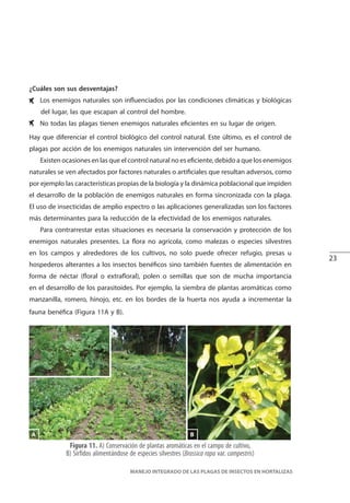 23
MANEJO INTEGRADO DE LAS PLAGAS DE INSECTOS EN HORTALIZAS
Figura 11. A) Conservación de plantas aromáticas en el campo de cultivo,
B) Sírfidos alimentándose de especies silvestres (Brassica rapa var. campestris)
A B
¿Cuáles son sus desventajas?
Los enemigos naturales son influenciados por las condiciones climáticas y biológicas
del lugar, las que escapan al control del hombre.
No todas las plagas tienen enemigos naturales eficientes en su lugar de origen.
Hay que diferenciar el control biológico del control natural. Este último, es el control de
plagas por acción de los enemigos naturales sin intervención del ser humano.
Existen ocasiones en las que el control natural no es eficiente, debido a que los enemigos
naturales se ven afectados por factores naturales o artificiales que resultan adversos, como
por ejemplo las características propias de la biología y la dinámica poblacional que impiden
el desarrollo de la población de enemigos naturales en forma sincronizada con la plaga.
El uso de insecticidas de amplio espectro o las aplicaciones generalizadas son los factores
más determinantes para la reducción de la efectividad de los enemigos naturales.
Para contrarrestar estas situaciones es necesaria la conservación y protección de los
enemigos naturales presentes. La flora no agrícola, como malezas o especies silvestres
en los campos y alrededores de los cultivos, no solo puede ofrecer refugio, presas u
hospederos alterantes a los insectos benéficos sino también fuentes de alimentación en
forma de néctar (floral o extrafloral), polen o semillas que son de mucha importancia
en el desarrollo de los parasitoides. Por ejemplo, la siembra de plantas aromáticas como
manzanilla, romero, hinojo, etc. en los bordes de la huerta nos ayuda a incrementar la
fauna benéfica (Figura 11A y B).
 