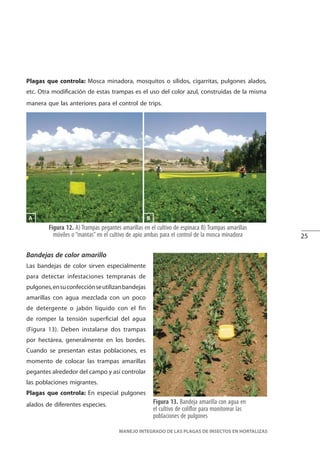 25
MANEJO INTEGRADO DE LAS PLAGAS DE INSECTOS EN HORTALIZAS
Plagas que controla: Mosca minadora, mosquitos o sílidos, cigarritas, pulgones alados,
etc. Otra modificación de estas trampas es el uso del color azul, construidas de la misma
manera que las anteriores para el control de trips.
Figura 12. A) Trampas pegantes amarillas en el cultivo de espinaca B) Trampas amarillas
móviles o “mantas” en el cultivo de apio ambas para el control de la mosca minadora
B
Bandejas de color amarillo
Las bandejas de color sirven especialmente
para detectar infestaciones tempranas de
pulgones,ensuconfecciónseutilizanbandejas
amarillas con agua mezclada con un poco
de detergente o jabón líquido con el fin
de romper la tensión superficial del agua
(Figura 13). Deben instalarse dos trampas
por hectárea, generalmente en los bordes.
Cuando se presentan estas poblaciones, es
momento de colocar las trampas amarillas
pegantes alrededor del campo y así controlar
las poblaciones migrantes.
Plagas que controla: En especial pulgones
alados de diferentes especies. Figura 13. Bandeja amarilla con agua en
el cultivo de coliflor para monitorear las
poblaciones de pulgones
A
 