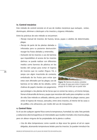 26
MANEJO INTEGRADO DE LAS PLAGAS DE INSECTOS EN HORTALIZAS
iv. Control mecánico
Este método de control consiste en el uso de medios mecánicos que excluyen, evitan,
disminuyen, eliminan o destruyen a los insectos y órganos infestados.
Entre las prácticas de este método se encuentran:
• Recojo manual de insectos: de huevos, larvas, pupas o adultos de determinadas
plagas.
• Recojo de parte de las plantas dañadas o
infestadas para su posterior destrucción:
recoger los frutos dañados y enterrarlos.
• Exclusión de los insectos o uso de barreras
que imposibiliten el acceso de los insectos
dañinos: se puede realizar con diferentes
medios como barreras de plástico en los
bordes del campo para evitar el ingreso
de insectos que no vuelan (Figura 14), o
zanjas con algún insecticida de contacto;
embolsado de los frutos para evitar que
estos sean afectados por las plagas; uso de
barreras en los tallos de los árboles, como
chalinas de papel o bandas con pegamento
Figura 14. Barreras de plástico alrededor
del campo de papa para evitar el ingreso del
gorgojo de los Andes que no puede volar
v. Control físico
Es el uso de cualquier agente físico como la temperatura, humedad, luz solar, foto período
y radiaciones electromagnéticas en intensidades que resulten mortales a los insectos plaga,
pero sin alterar ninguna de las propiedades de la planta o cultivo.
• Uso de altas temperaturas: como cuando se deja secar los granos al sol en capas
delgadas, alcanzando temperaturas letales para los insectos. Se pueden introducir las
que protegen a las plantas de las larvas que se comen las raíces y, al mismo tiempo,
frenan el desarrollo de larvas y pupas que necesitan del suelo para completar su ciclo
de vida. Este método es utilizado, además, para el control de las plagas caseras, para
evitar el ingreso de moscas, zancudos, entre otros insectos, al interior de las casas o
de polillas a los almacenes, por medio del uso de mosquiteros.
 