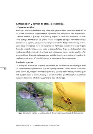 32
MANEJO INTEGRADO DE LAS PLAGAS DE INSECTOS EN HORTALIZAS
Figura 18. Pulgones o áfidos: A) Adulto y ninfas de Brevicoryne brassicae B) Adulto de Myzus persicae
BA
3. Descripción y control de plagas de hortalizas
i. Pulgones o áfidos
Son insectos de cuerpo blando, muy suave, que generalmente viven en colonias sobre
sus plantas hospederas. Se presentan de dos formas: con alas (alados) y sin alas (ápteros).
La forma alada es la que llega a la planta y empieza a colonizarla, colocando sus crías
sobre las hojas. Mientras que las ápteras son las encargadas de seguir incrementando sus
poblaciones en la planta. Los pulgones pasan por dos estados de desarrollo: ninfas y adultos.
En nuestras condiciones, todos los pulgones son hembras y su reproducción es vivípara
(la madre coloca la ninfa pequeña y ésta se desarrolla hasta llegar al estado adulto). Si las
hembras son aladas, migrarán de un lugar a otro infestando nuevas plantas y cultivos. Por
su corto ciclo de desarrollo y alta capacidad reproductiva, son un problema principalmente
en el tiempo de secas o “veranillo” cuando se incrementan las temperaturas.
Principales especies
Las principales especies de pulgones encontrados en las hortalizas son: el pulgón de la
col o repollo Brevicoryne brassicae, que ataca principalmente a las crucíferas o brasicáceas
como coliflor, col, brócoli o mostaza (Figura 18A). Especies como Myzus persicae (Figura
18B) pueden atacar la coliflor, la col y el brócoli; mientras que Macrosiphum euphorbiae
ataca principalmente a la lechuga, zanahoria, apio y betarraga.
 