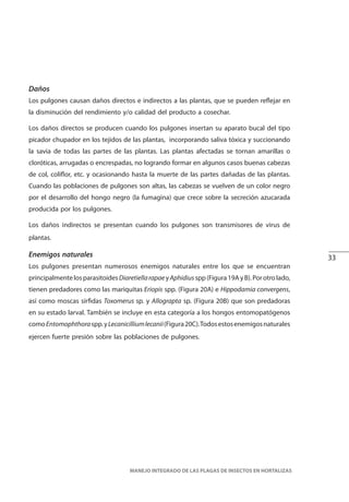 33
MANEJO INTEGRADO DE LAS PLAGAS DE INSECTOS EN HORTALIZAS
Daños
Los pulgones causan daños directos e indirectos a las plantas, que se pueden reflejar en
la disminución del rendimiento y/o calidad del producto a cosechar.
Los daños directos se producen cuando los pulgones insertan su aparato bucal del tipo
picador chupador en los tejidos de las plantas, incorporando saliva tóxica y succionando
la savia de todas las partes de las plantas. Las plantas afectadas se tornan amarillas o
cloróticas, arrugadas o encrespadas, no logrando formar en algunos casos buenas cabezas
de col, coliflor, etc. y ocasionando hasta la muerte de las partes dañadas de las plantas.
Cuando las poblaciones de pulgones son altas, las cabezas se vuelven de un color negro
por el desarrollo del hongo negro (la fumagina) que crece sobre la secreción azucarada
producida por los pulgones.
Los daños indirectos se presentan cuando los pulgones son transmisores de virus de
plantas.
Enemigos naturales
Los pulgones presentan numerosos enemigos naturales entre los que se encuentran
principalmentelosparasitoidesDiaretiellarapaeyAphidiusspp(Figura19AyB).Porotrolado,
tienen predadores como las mariquitas Eriopis spp. (Figura 20A) e Hippodamia convergens,
así como moscas sírfidas Toxomerus sp. y Allograpta sp. (Figura 20B) que son predadoras
en su estado larval. También se incluye en esta categoría a los hongos entomopatógenos
comoEntomophthoraspp.yLecanicilliumlecanii(Figura20C).Todosestosenemigosnaturales
ejercen fuerte presión sobre las poblaciones de pulgones.
 