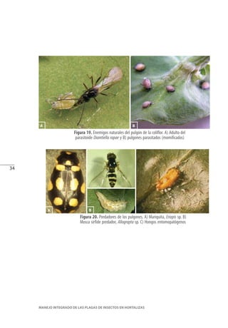 34
MANEJO INTEGRADO DE LAS PLAGAS DE INSECTOS EN HORTALIZAS
Figura 19. Enemigos naturales del pulgón de la coliflor. A) Adulto del
parasitoide Diaretiella rapae y B) pulgones parasitados (momificados)
Figura 20. Predadores de los pulgones. A) Mariquita, Eriopis sp. B)
Mosca sírfide predador, Allograpta sp. C) Hongos entomopatógenos
B
B
C
A
A C
 