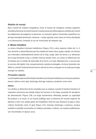35
MANEJO INTEGRADO DE LAS PLAGAS DE INSECTOS EN HORTALIZAS
Medidas de manejo
Buen control de malezas hospederas, evitar el exceso de nitrógeno, trampas pegantes
amarillasyfavorecerelcontrolnatural.Cuandoapesardeutilizaralgunosmétodosdecontrol
las poblaciones de pulgones no decrecen, es necesario aplicar insecticidas específicos y/o
de baja toxicidad (pirimicarb, rotenona + aceite agrícola, entre otros) en forma focalizada
o en desmanches, evitando el uso de insecticidas de etiqueta roja.
ii. Mosca minadora
La mosca minadora Liriomyza huidobrensis (Figura 21A) y otras especies miden de 2 a 3
mm, durante su desarrollo pasa por los estados de huevo, larva, pupa y adulto. Los huevos
son insertados individualmente dentro de la hoja, luego salen las larvas y se alimentan
de la hoja formando minas o túneles internos donde viven. Las minas se diferencian (en
el tiempo) por el estado de desarrollo de la larva y el color (blanquecinas u oscuras por
la necrosis del tejido). Este comportamiento mantiene protegida a la larva haciendo más
difícil su control. Posteriormente la larva sale de la mina a empupar en el suelo para luego
emerger los adultos.
Principales especies
LasprincipalesespeciesdelosAndescentralessonLiriomyza huidobrensisyLiriomyza quadrata,
atacan cultivos como apio, betarraga, lechuga, espinaca, zanahoria, entre otros.
Daños
Los adultos se alimentan de los exudados que se originan cuando la hembra introduce el
ovipositor (estructura por donde coloca los huevos) en las hojas causando las “picaduras
de alimentación” (Figura 21B). Las hojas fuertemente infestadas pierden su capacidad
de producir y se secan. Es un insecto polífago (que se alimenta de muchas especies de
plantas) y tiene una amplia gama de hospederos entre los que destacan la papa y otros
cultivos hortícolas como el apio (Figura 21C), lechuga, betarraga y espinaca, aunque
también es posible encontrarlos en malezas asociadas a cultivos. Las mayores poblaciones
son encontradas en épocas secas.
 