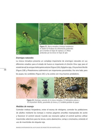 36
MANEJO INTEGRADO DE LAS PLAGAS DE INSECTOS EN HORTALIZAS
Figura 21. Mosca minadora Liriomyza huidobrensis
A) Adulto B) Picaduras de alimentación producidas
por la hembra en hojas de espinaca y C) Minas
producidas por las larvas en hojas de apioA
B C
Enemigos naturales
La mosca minadora presenta un complejo importante de enemigos naturales en sus
diferentes estadios: para el estado de huevo es importante el chinche Orius spp; para el
estadolarval,lasavispasHalticopteraarduine(Figura22A),Diglyphusspp.,Chrysocharisflacilla
(Figura 22B) y Phaedrotoma scabriventris son importantes parasitoides. Por otro lado, para
las pupas, los carábidos (Figura 22C) y las arañas son muy buenos predadores.
Figura 22. Enemigos naturales de la mosca minadora. A) Halticoptera arduine y
B) Chrysocharis flacilla, parasitoides de larvas y C) Carábido predador de pupas
B C
Medidas de manejo
Controlar malezas hospederas, evitar el exceso de nitrógeno, controlar las poblaciones
de adultos mediante las trampas o mantas pegantes amarillas impregnadas de aceite
y favorecer el control natural. Cuando sea necesario aplicar el control químico utilizar
insecticidas selectivos para las larvas, como abamectina, cartap o ciromazina, evitando el
uso de insecticidas de etiqueta roja.
A
 