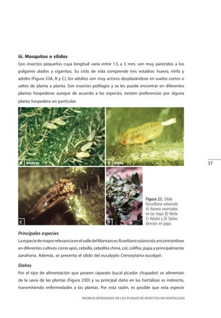 37
MANEJO INTEGRADO DE LAS PLAGAS DE INSECTOS EN HORTALIZAS
Huevos NinfaB
Figura 23. Sílido
Russelliana solanicola
A) Huevos insertados
en las hojas B) Ninfa
C) Adulto y D) Daños
directos en papa
Principales especies
LaespeciedemayorrelevanciaenelvalledelMantaroesRusellianasolanicola,encontrándose
en diferentes cultivos como apio, cebolla, cebollita china, col, coliflor, papa y principalmente
zanahoria. Además, se presenta el sílido del eucalypto Ctenarytaina eucalypti.
Daños
Por el tipo de alimentación que poseen (aparato bucal picador chupador) se alimentan
de la savia de las plantas (Figura 23D) y su principal daño en las hortalizas es indirecto,
transmitiendo enfermedades a las plantas. Por esta razón, es posible que esta especie
C D
iii. Mosquitos o sílidos
Son insectos pequeños cuya longitud varía entre 1.5 a 3 mm, son muy parecidos a los
pulgones alados y cigarritas. Su ciclo de vida comprende tres estadios: huevo, ninfa y
adulto (Figura 23A, B y C), los adultos son muy activos desplazándose en vuelos cortos o
saltos de planta a planta. Son insectos polífagos y se les puede encontrar en diferentes
plantas hospederas aunque de acuerdo a las especies, existen preferencias por alguna
planta hospedera en particular.
A
 