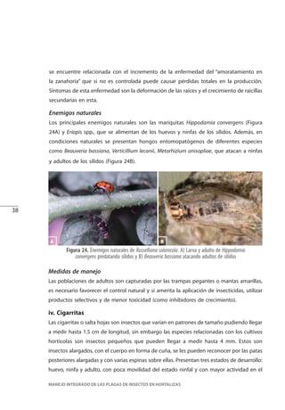 38
MANEJO INTEGRADO DE LAS PLAGAS DE INSECTOS EN HORTALIZAS
Figura 24. Enemigos naturales de Russelliana solanicola. A) Larva y adulto de Hippodamia
convergens predatando sílidos y B) Beauveria bassiana atacando adultos de sílidos
BA
se encuentre relacionada con el incremento de la enfermedad del “amoratamiento en
la zanahoria” que si no es controlada puede causar pérdidas totales en la producción.
Síntomas de esta enfermedad son la deformación de las raíces y el crecimiento de raicillas
secundarias en esta.
Enemigos naturales
Los principales enemigos naturales son las mariquitas Hippodamia convergens (Figura
24A) y Eriopis spp., que se alimentan de los huevos y ninfas de los sílidos. Además, en
condiciones naturales se presentan hongos entomopatógenos de diferentes especies
como Beauveria bassiana, Verticillium lecanii, Metarhizium anisopliae, que atacan a ninfas
y adultos de los sílidos (Figura 24B).
Medidas de manejo
Las poblaciones de adultos son capturadas por las trampas pegantes o mantas amarillas,
es necesario favorecer el control natural y si amerita la aplicación de insecticidas, utilizar
productos selectivos y de menor toxicidad (como inhibidores de crecimiento).
iv. Cigarritas
Las cigarritas o salta hojas son insectos que varían en patrones de tamaño pudiendo llegar
a medir hasta 1.5 cm de longitud, sin embargo las especies relacionadas con los cultivos
hortícolas son insectos pequeños que pueden llegar a medir hasta 4 mm. Estos son
insectos alargados, con el cuerpo en forma de cuña, se les pueden reconocer por las patas
posteriores alargadas y con varias espinas sobre ellas. Presentan tres estados de desarrollo:
huevo, ninfa y adulto, con poca movilidad del estado ninfal y con mayor actividad en el
 