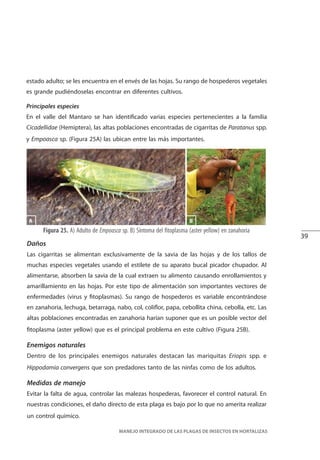 39
MANEJO INTEGRADO DE LAS PLAGAS DE INSECTOS EN HORTALIZAS
Figura 25. A) Adulto de Empoasca sp. B) Síntoma del fitoplasma (aster yellow) en zanahoria
Daños
Las cigarritas se alimentan exclusivamente de la savia de las hojas y de los tallos de
muchas especies vegetales usando el estilete de su aparato bucal picador chupador. Al
alimentarse, absorben la savia de la cual extraen su alimento causando enrollamientos y
amarillamiento en las hojas. Por este tipo de alimentación son importantes vectores de
enfermedades (virus y fitoplasmas). Su rango de hospederos es variable encontrándose
en zanahoria, lechuga, betarraga, nabo, col, coliflor, papa, cebollita china, cebolla, etc. Las
altas poblaciones encontradas en zanahoria harían suponer que es un posible vector del
fitoplasma (aster yellow) que es el principal problema en este cultivo (Figura 25B).
Enemigos naturales
Dentro de los principales enemigos naturales destacan las mariquitas Eriopis spp. e
Hippodamia convergens que son predadores tanto de las ninfas como de los adultos.
Medidas de manejo
Evitar la falta de agua, controlar las malezas hospederas, favorecer el control natural. En
nuestras condiciones, el daño directo de esta plaga es bajo por lo que no amerita realizar
un control químico.
B
estado adulto; se les encuentra en el envés de las hojas. Su rango de hospederos vegetales
es grande pudiéndoselas encontrar en diferentes cultivos.
Principales especies
En el valle del Mantaro se han identificado varias especies pertenecientes a la familia
Cicadellidae (Hemiptera), las altas poblaciones encontradas de cigarritas de Paratanus spp.
y Empoasca sp. (Figura 25A) las ubican entre las más importantes.
A
 